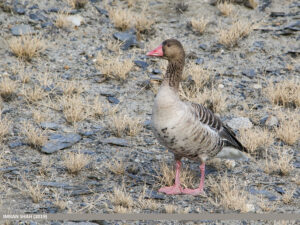 Greylag Goose