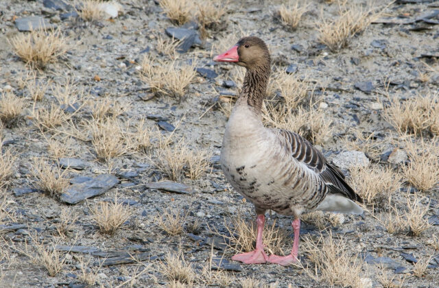 Greylag Goose