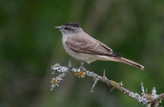 Crowned Slaty Flycatcher
