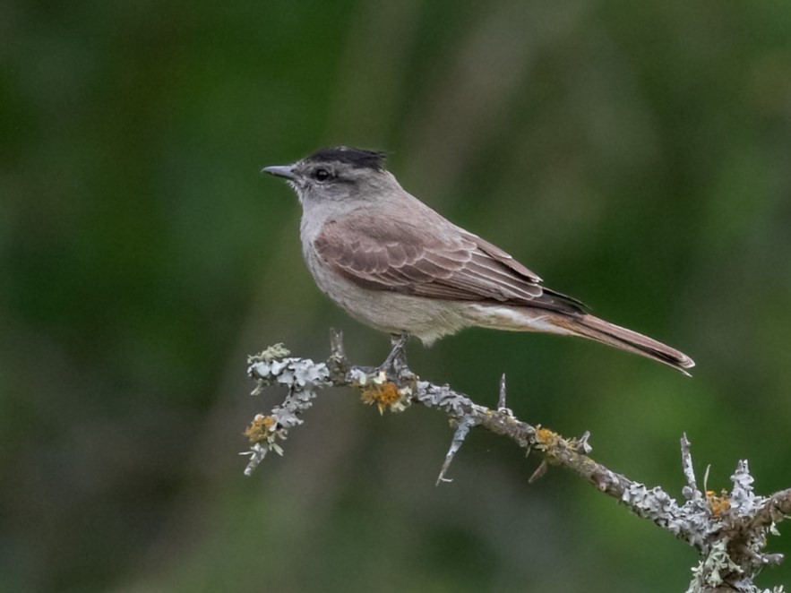 Crowned Slaty Flycatcher