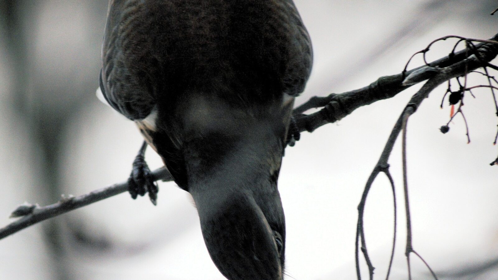 Fieldfare