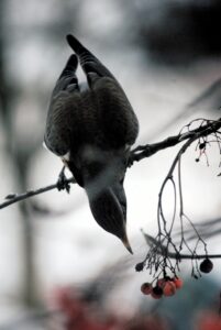Fieldfare