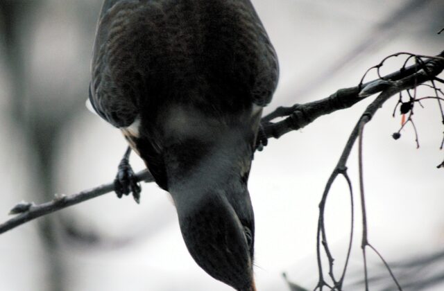 Fieldfare