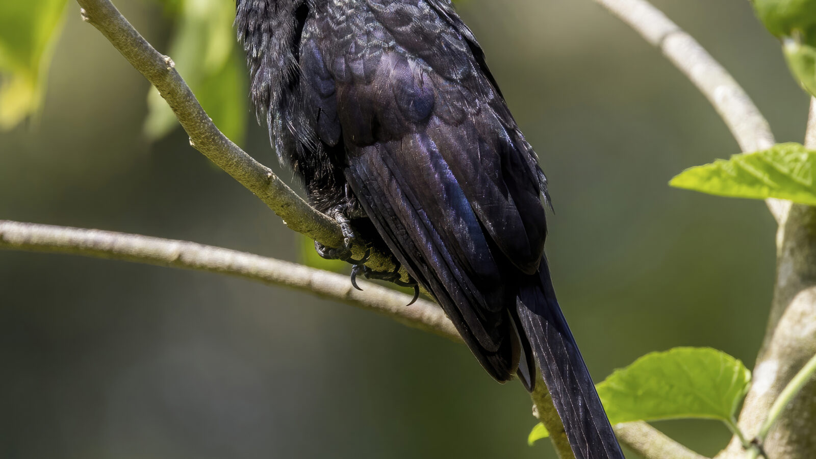 Groove-billed Ani