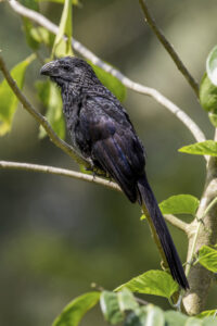 Groove-billed Ani