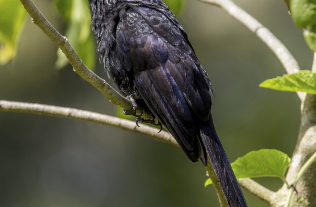 Groove-billed Ani