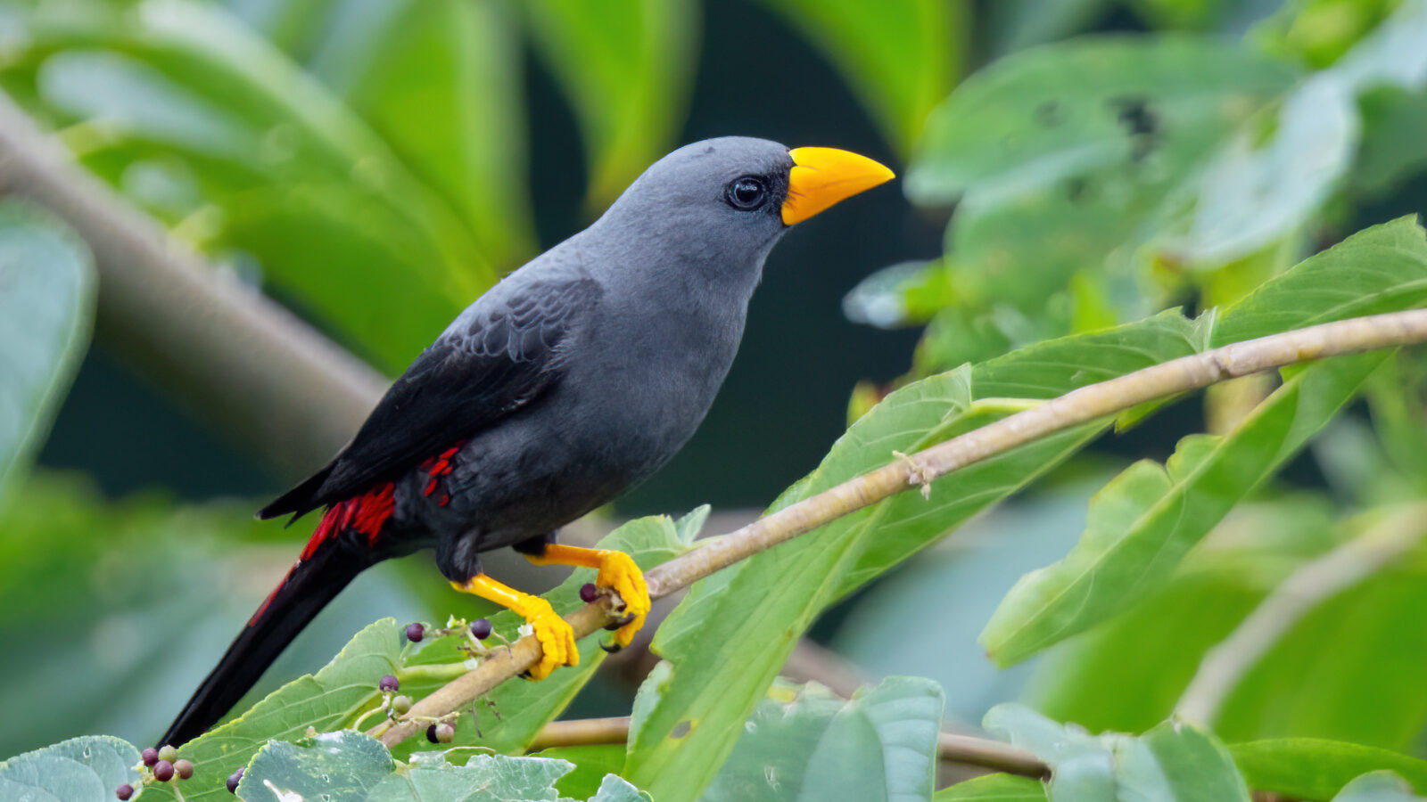 Grosbeak Starling