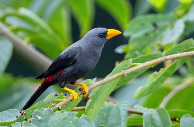 Grosbeak Starling