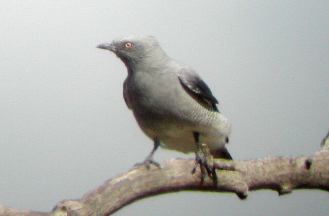 Ground Cuckooshrike