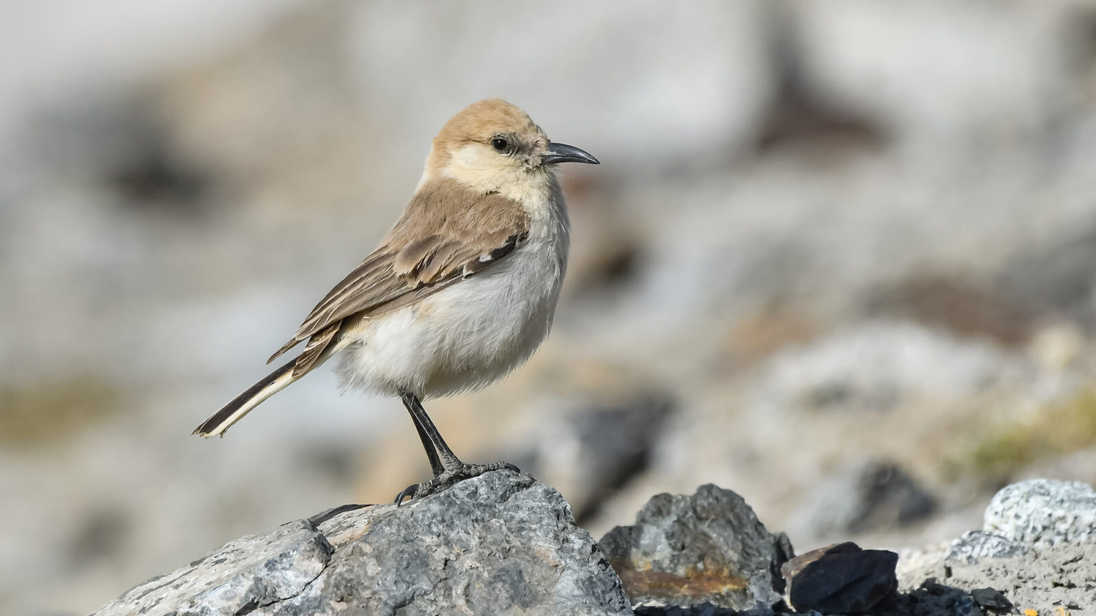 Ground Tit