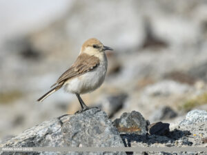 Ground Tit