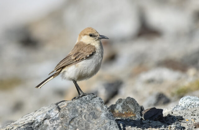 Ground Tit