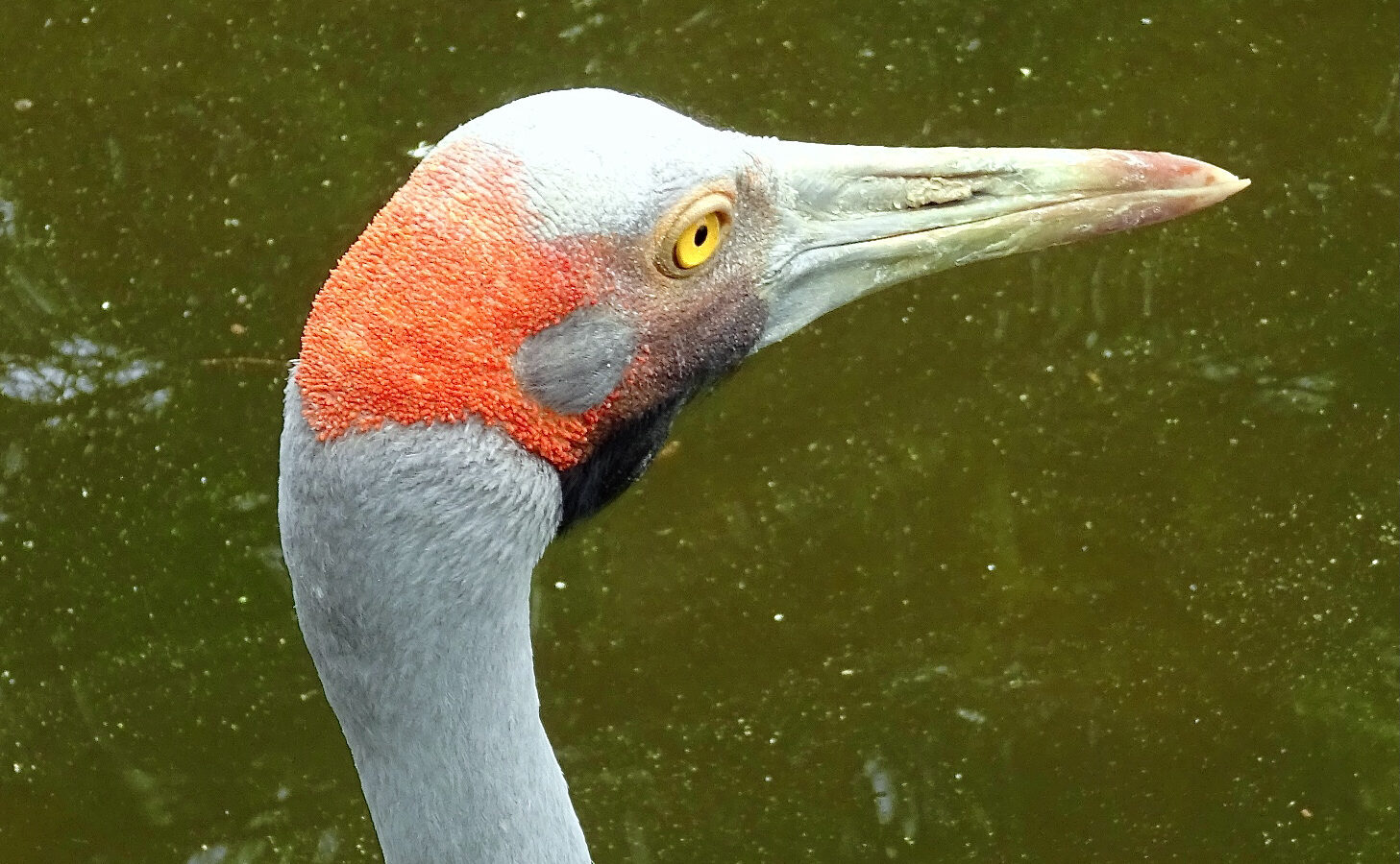 Brolga