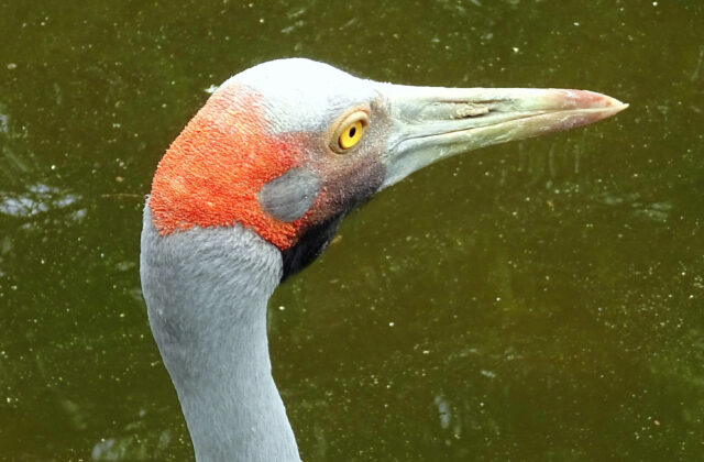 Brolga