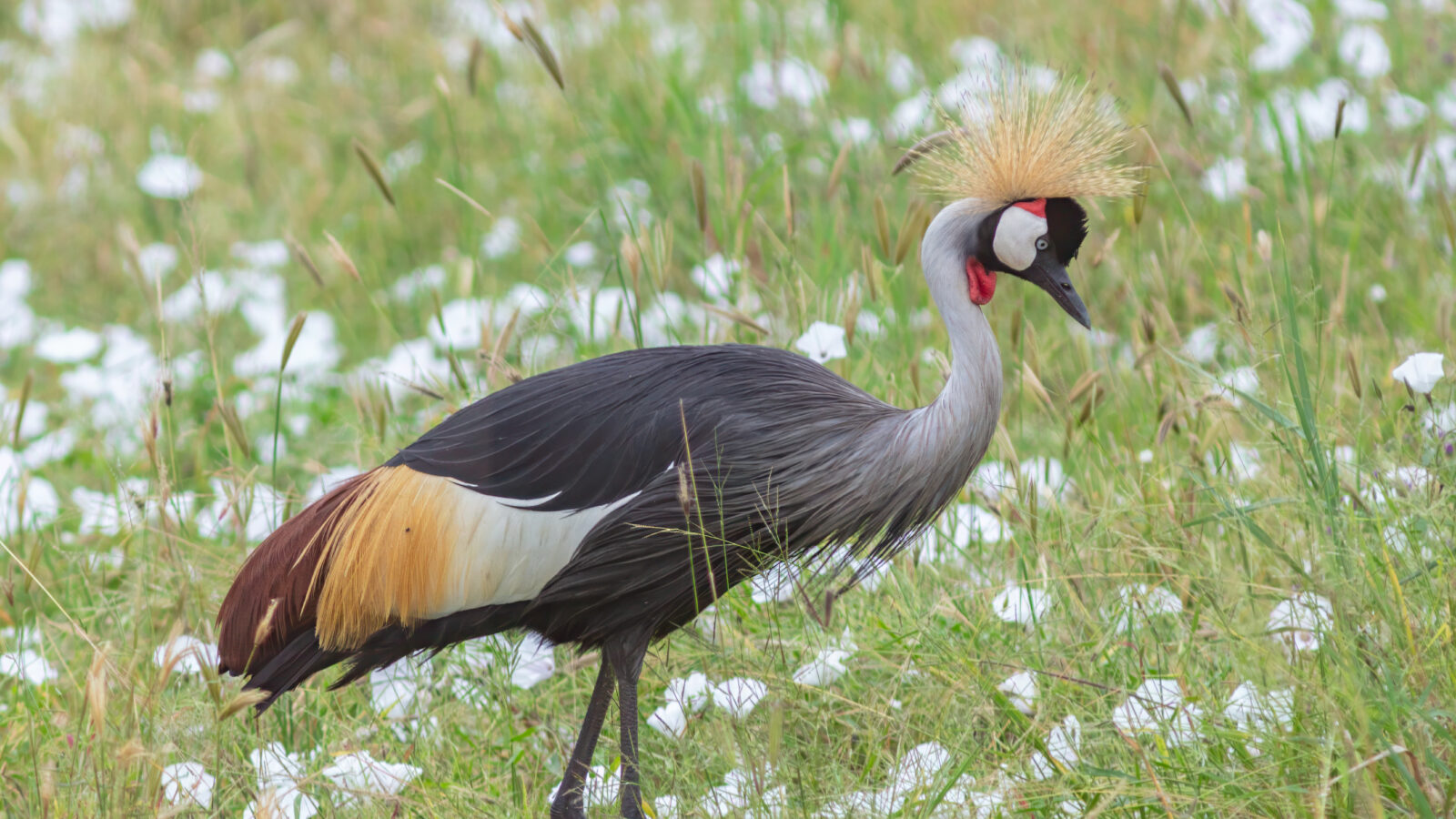 Grey Crowned Crane
