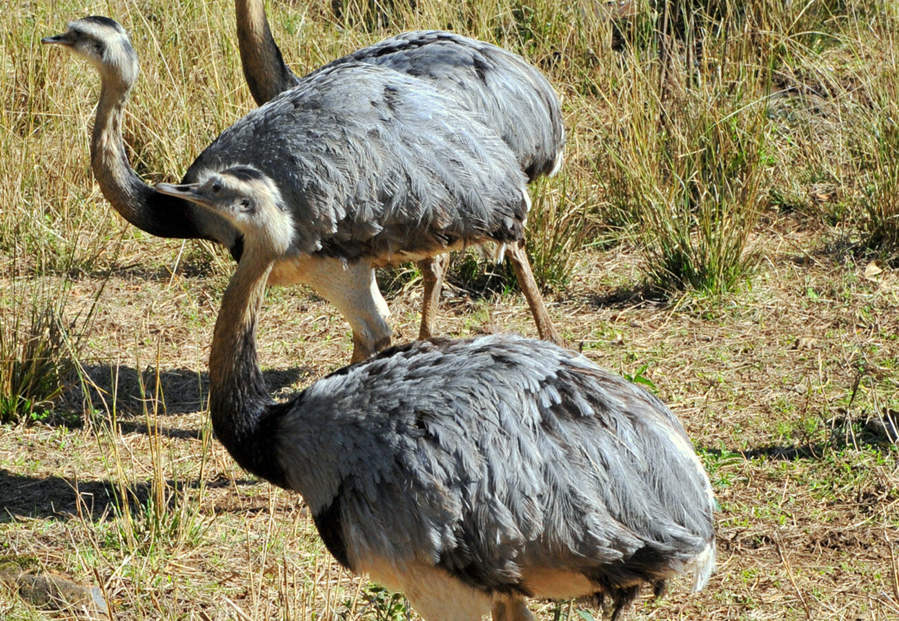 Greater Rhea