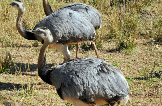 Greater Rhea