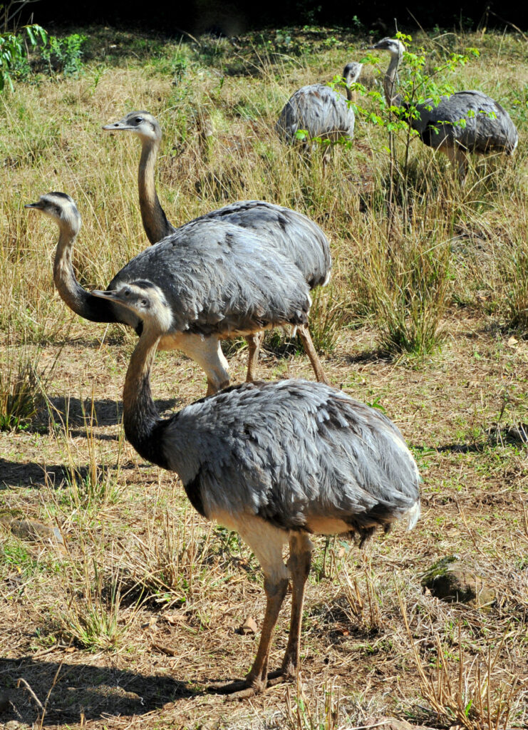 Greater Rhea