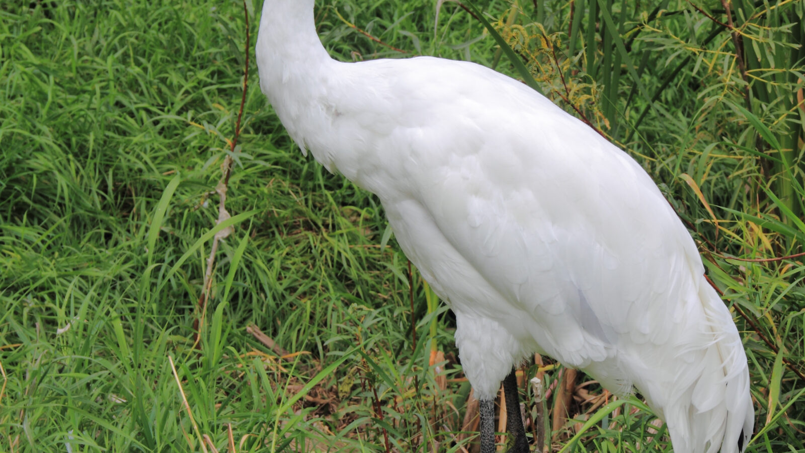 Whooping Crane