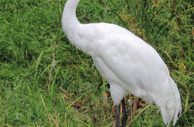 Whooping Crane