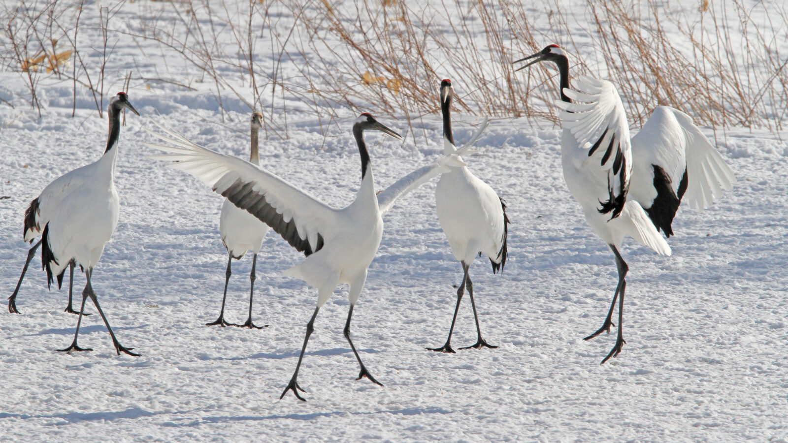 Red-crowned Crane