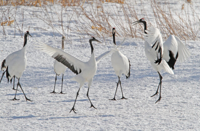 Red-crowned Crane