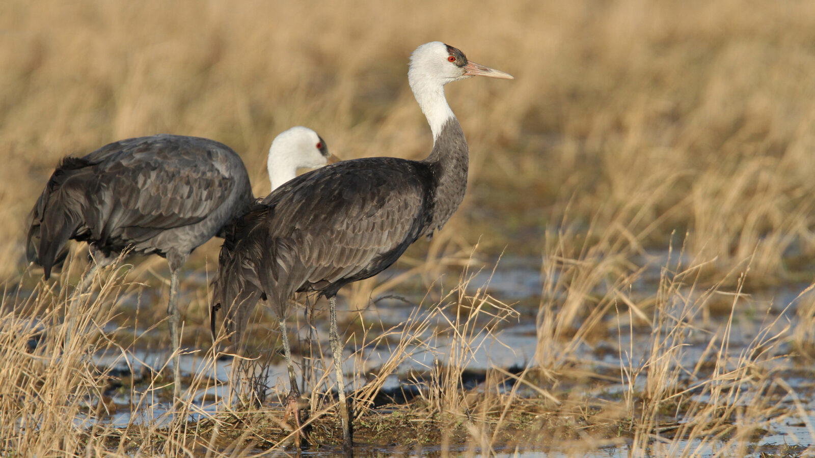 Hooded Crane