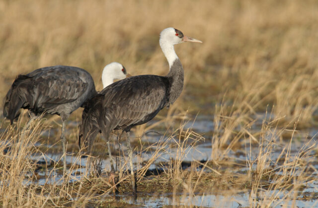 Hooded Crane