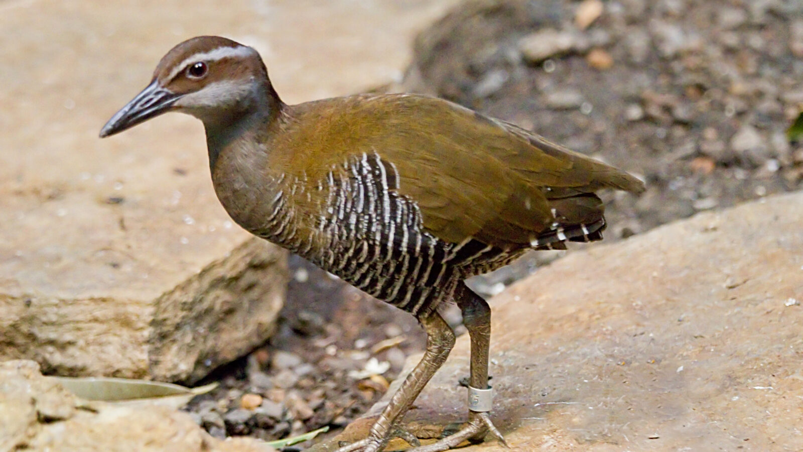 Guam Rail