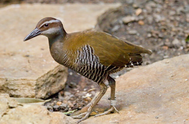 Guam Rail