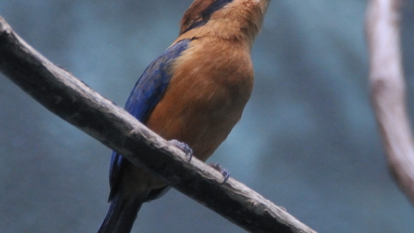 Guam Kingfisher