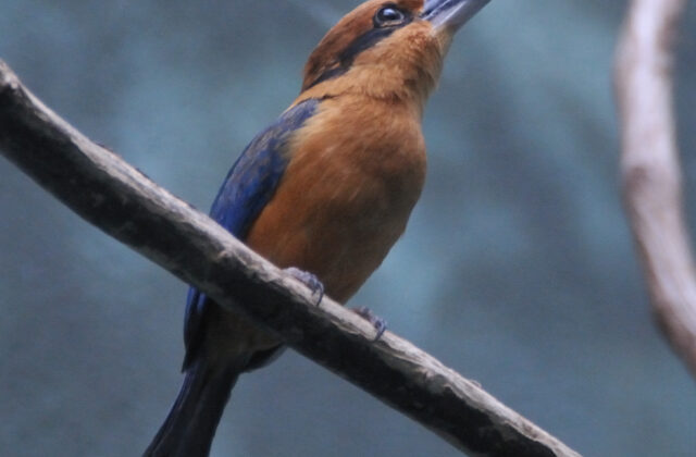 Guam Kingfisher