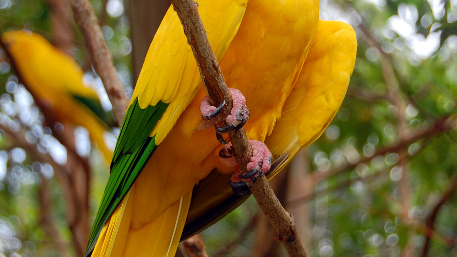 Golden Parakeet