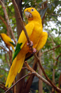 Golden Parakeet