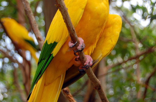 Golden Parakeet