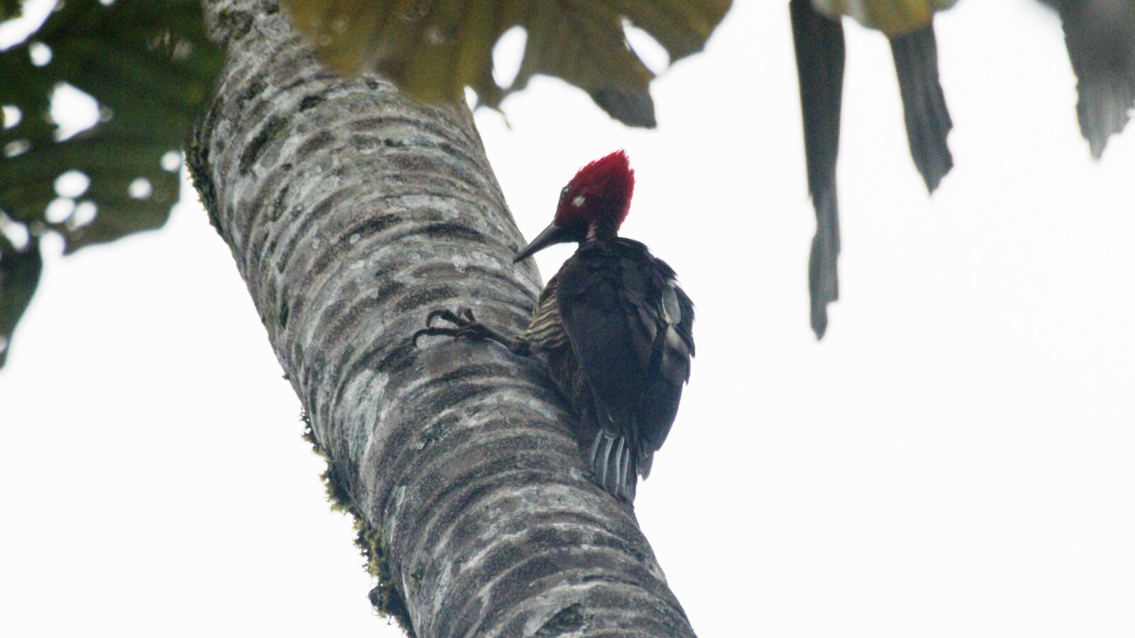 Guayaquil Woodpecker