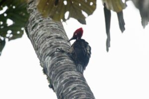 Guayaquil Woodpecker