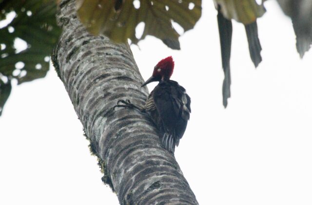 Guayaquil Woodpecker