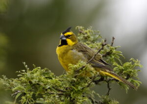 Yellow Cardinal