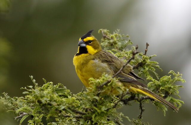 Yellow Cardinal