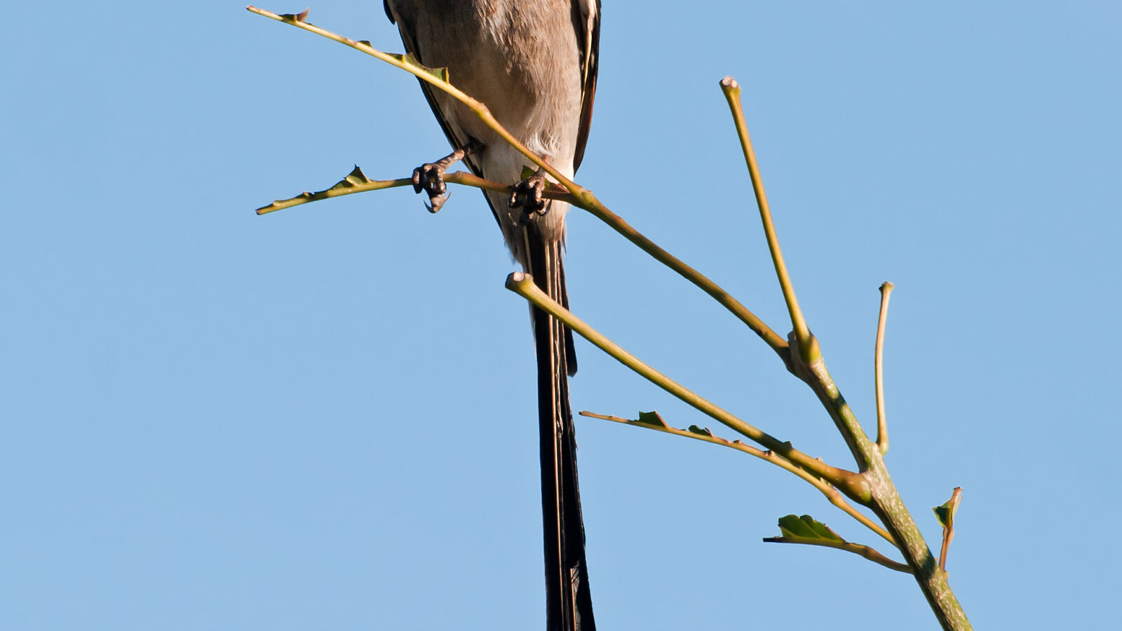 Streamer-tailed Tyrant