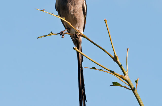 Streamer-tailed Tyrant