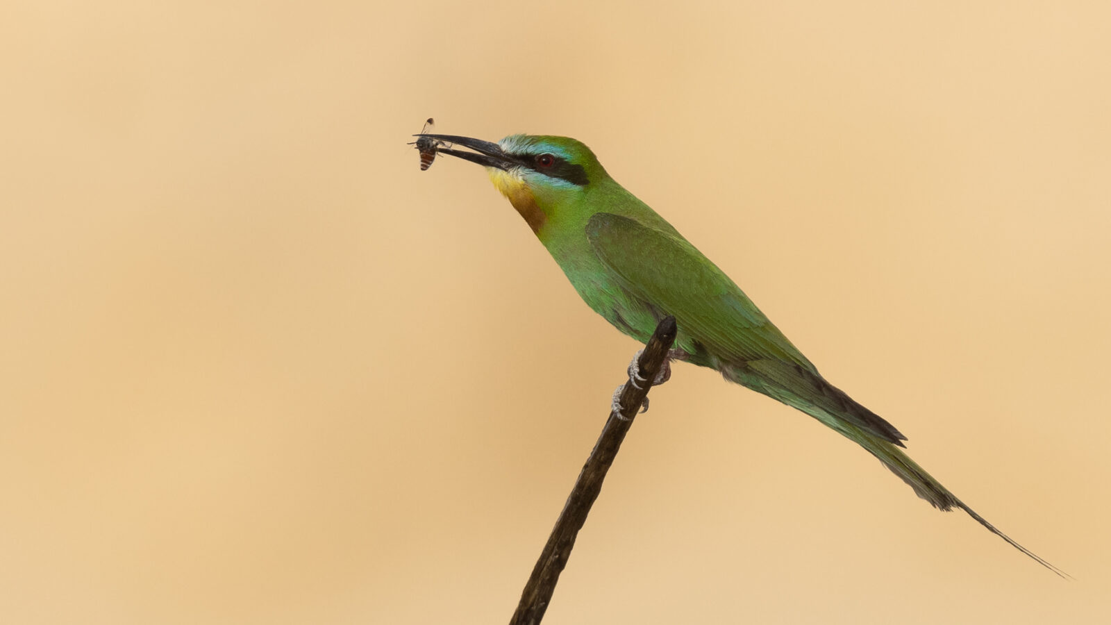 Blue-cheeked Bee-eater