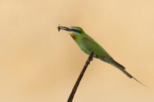 Blue-cheeked Bee-eater