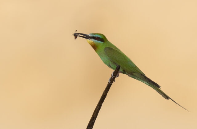 Blue-cheeked Bee-eater
