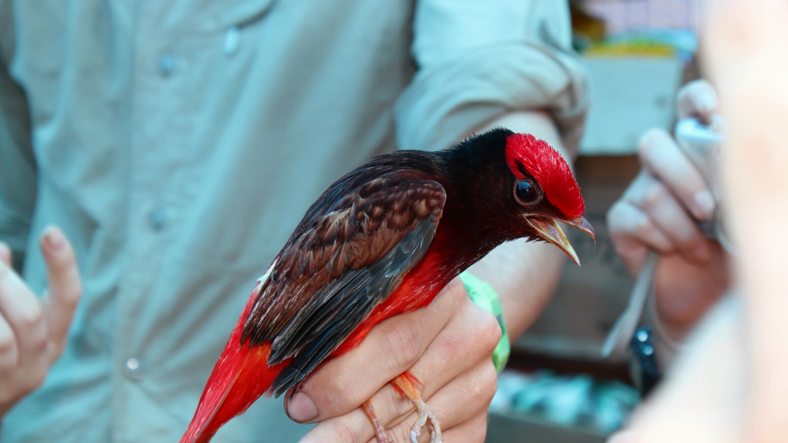 Guianan Red Cotinga