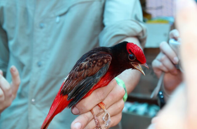 Guianan Red Cotinga