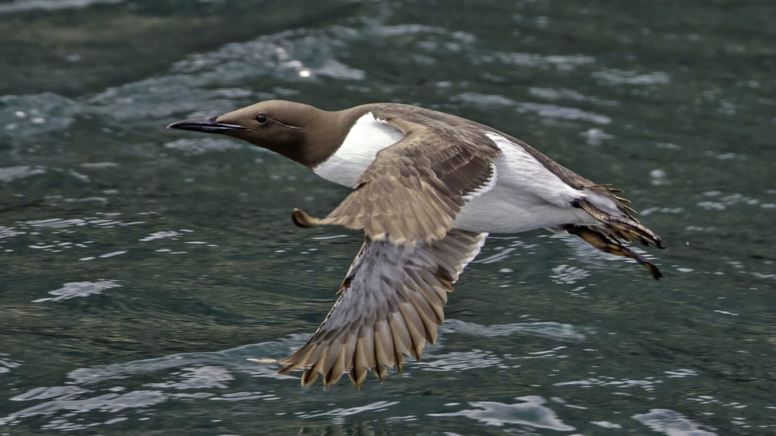 Common Murre