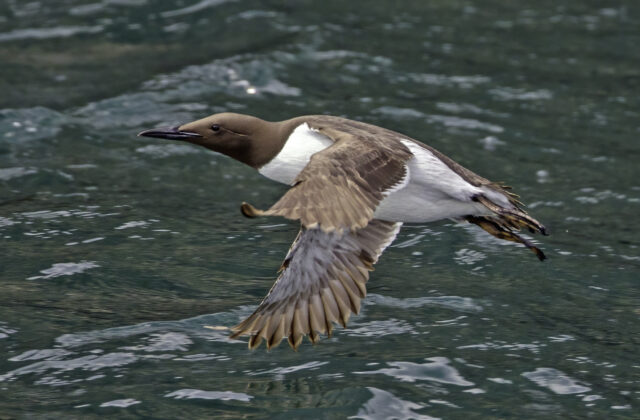 Common Murre