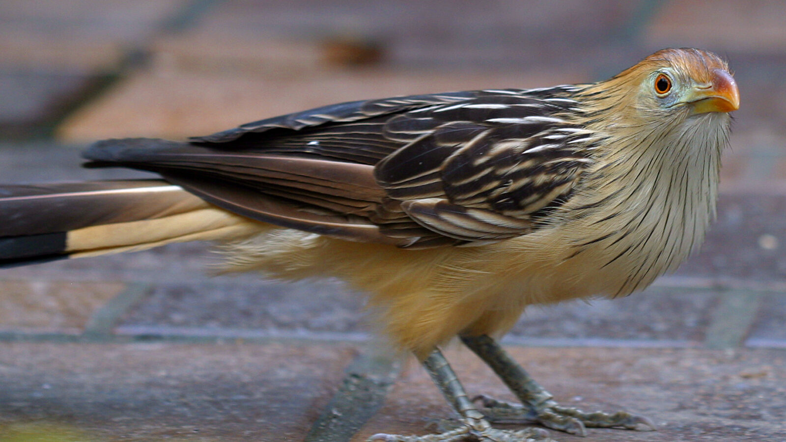 Guira Cuckoo